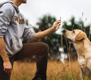  Dog Training